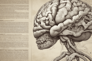 Cerebrum Structure and Brain Matter