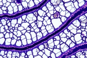 Extracellular Matrix & Tissue Preparation