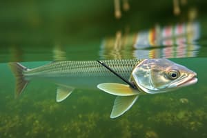 Refraction and Spearfishing Techniques