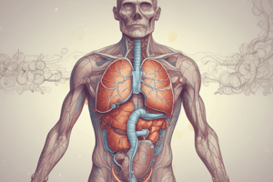 Respiratory System Anatomy