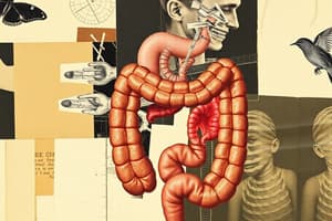 Digestive Systems Quiz