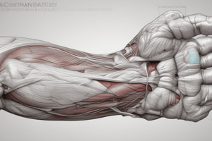 Anatomy of the Superficial Layer of the Forearm