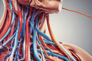 Axillary Artery Anatomy Quiz