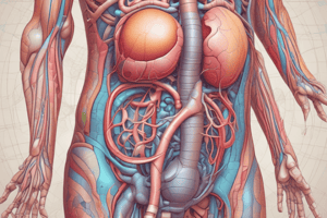 Urinary System Overview