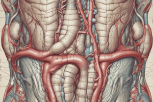 Upper Gastrointestinal Tract Anatomy