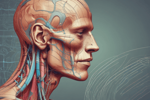 Amplification of Sound Waves in the Ear