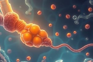 Carbohydrate Digestion Overview