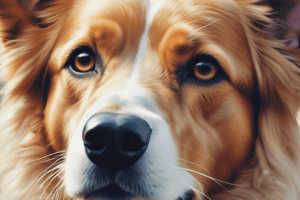 Canine Limbal Melanoma Treatment