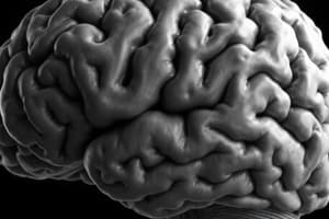 Neuroscience: Gray and White Matter