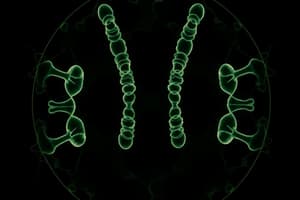 Cellular Basis of Inheritance: Mitosis and Meiosis