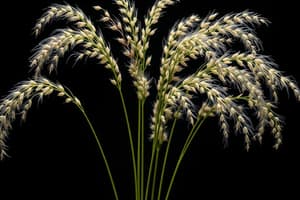 Botany Quiz on *Eragrostis tef*