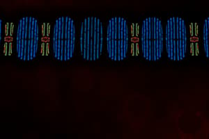 Chromosome Replication and Separation