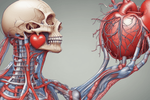 Vertebrate Anatomy: Heart Structure and Function