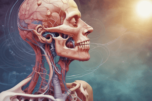 Respiratory System Structure and Function