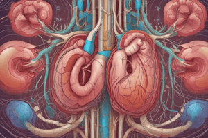 Urinary System Overview