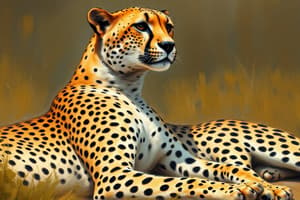 Cheetah Conservation Awareness