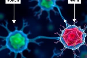 Cell Signaling: Notch and Wnt Pathways