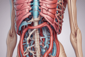 Digestive System Overview