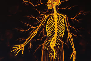 Autonomic Nervous System (ANS)