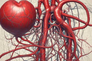 Superior & Inferior Vena Cava Quiz