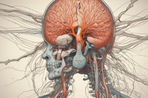 Nervous System Overview: Structure, Functions, and Components