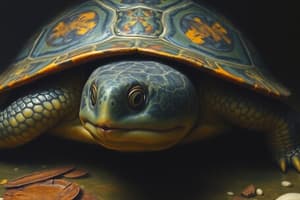 Turtle Conservation and Pig-Nosed Turtle Facts