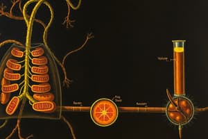 Biologie Cellulaire: Respiration et Fermentation