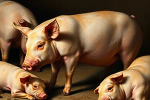 Swine Production and Breeding Quiz