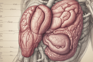 Digestive System Anatomy: Foregut, Midgut, Hindgut