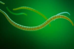 Nematodes Overview