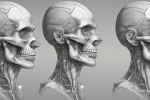 Basic Anatomy Introduction