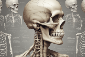 Anatomia Umana: Le Ossa