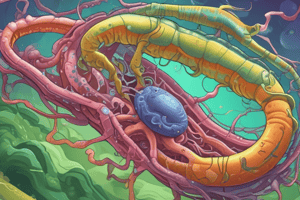 Helicobacter Pylori Infections and Virulence Factors