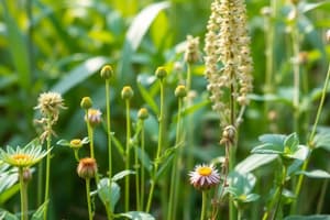 Plant Diversity Overview