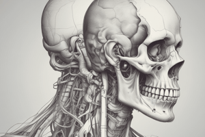 Anatomy of Head and Neck: Skull and Cranial Fossae