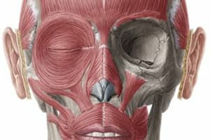 Anatomy Head & Neck Quiz Part A