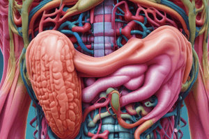 Digestive System Overview