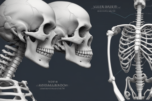 Anatomy of the Humerus Bone