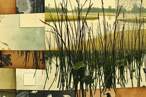 Wetlands and Their Importance