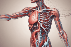 Heart Structure and Chambers