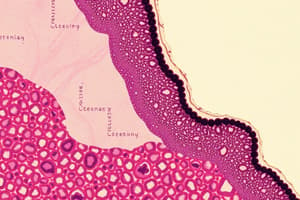 Histology and Epithelial Tissue Overview