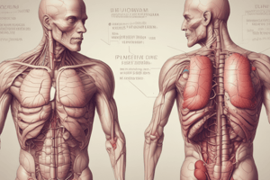 Lóbulo de Riedel: Anatomía y Prevalencia