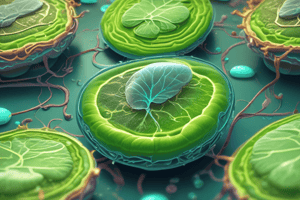 Photosynthesis and Eukaryotic Cells Quiz