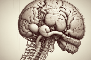 Cerebellum Neuroanatomy Lecture Quiz