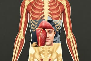 The Muscular System Overview