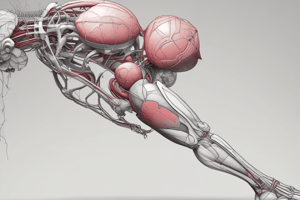 Anatomy Quiz: Lower Limb and Heart