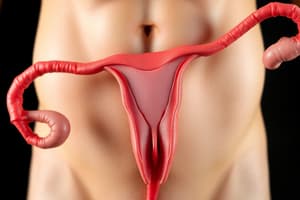 Male Reproductive System Quiz