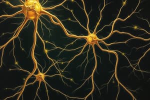 Nervous System: Neurons, Synapses, and Neurotransmitters