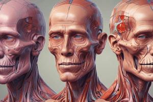 Human Anatomy: Head and Face Description