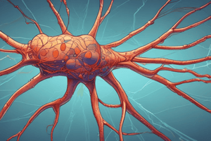 Neuron Axon Anatomy